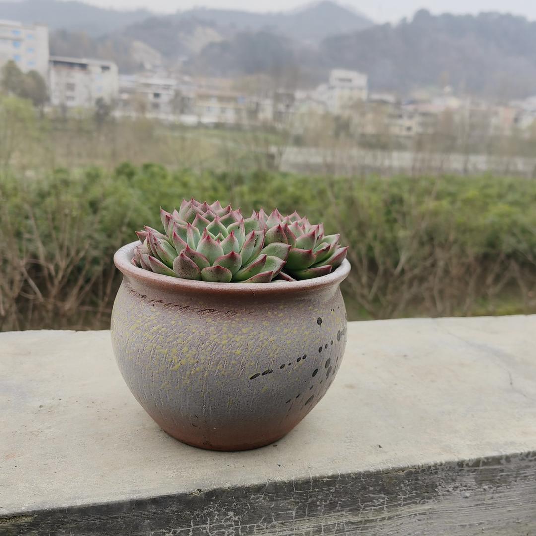 秦熙禾花盆