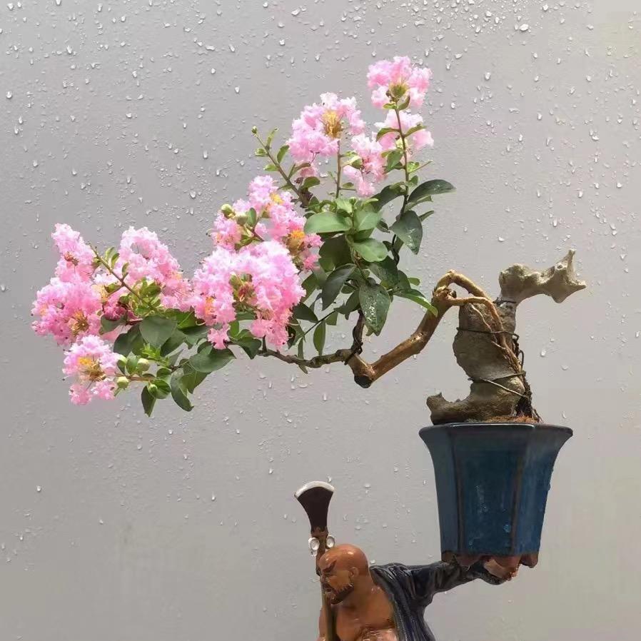 翠竹园盆栽