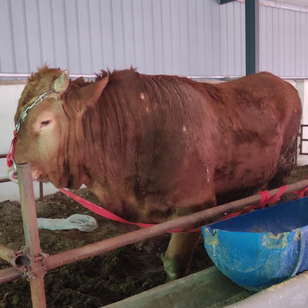 肉牛犊批发