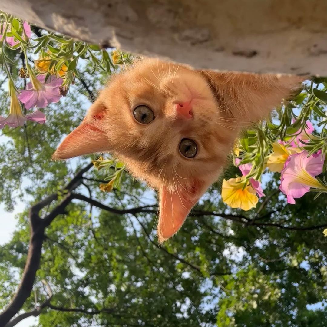 荼蘼