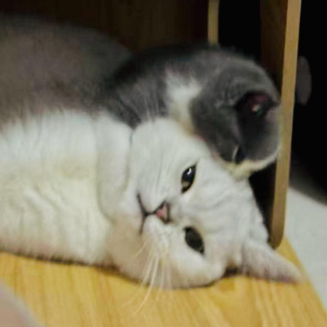 何嘟咪
