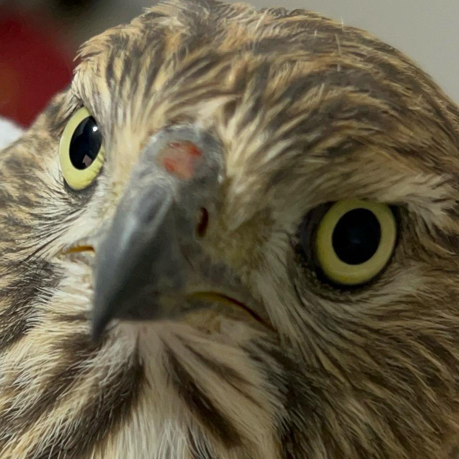 @赵憨憨の李漂亮