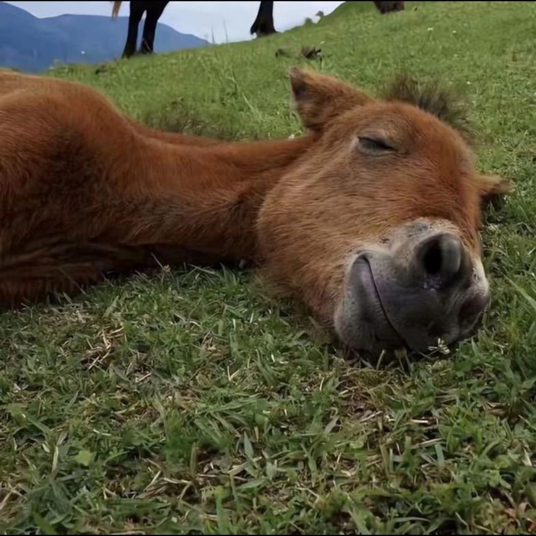 清求不到那么多