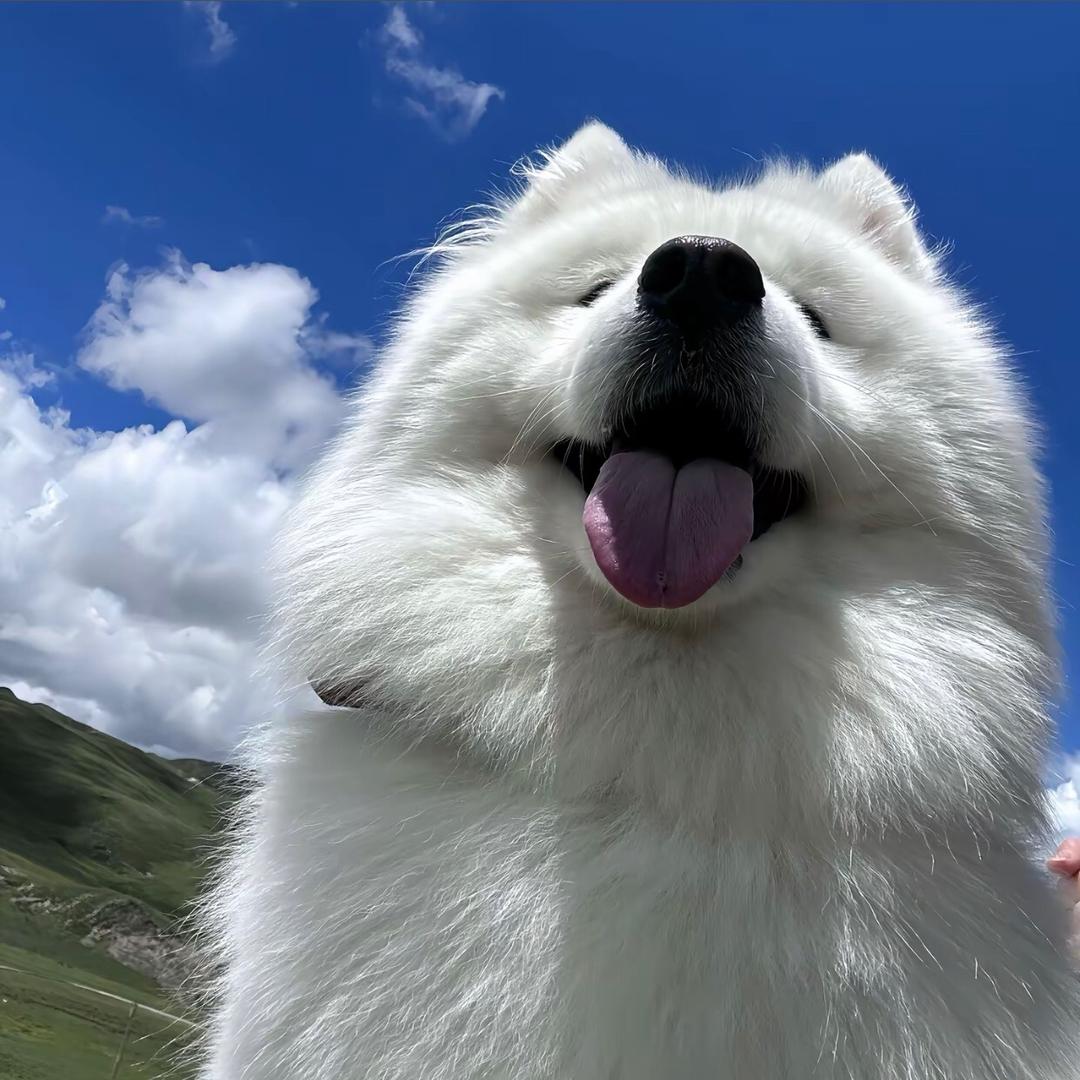阿贵要减肥