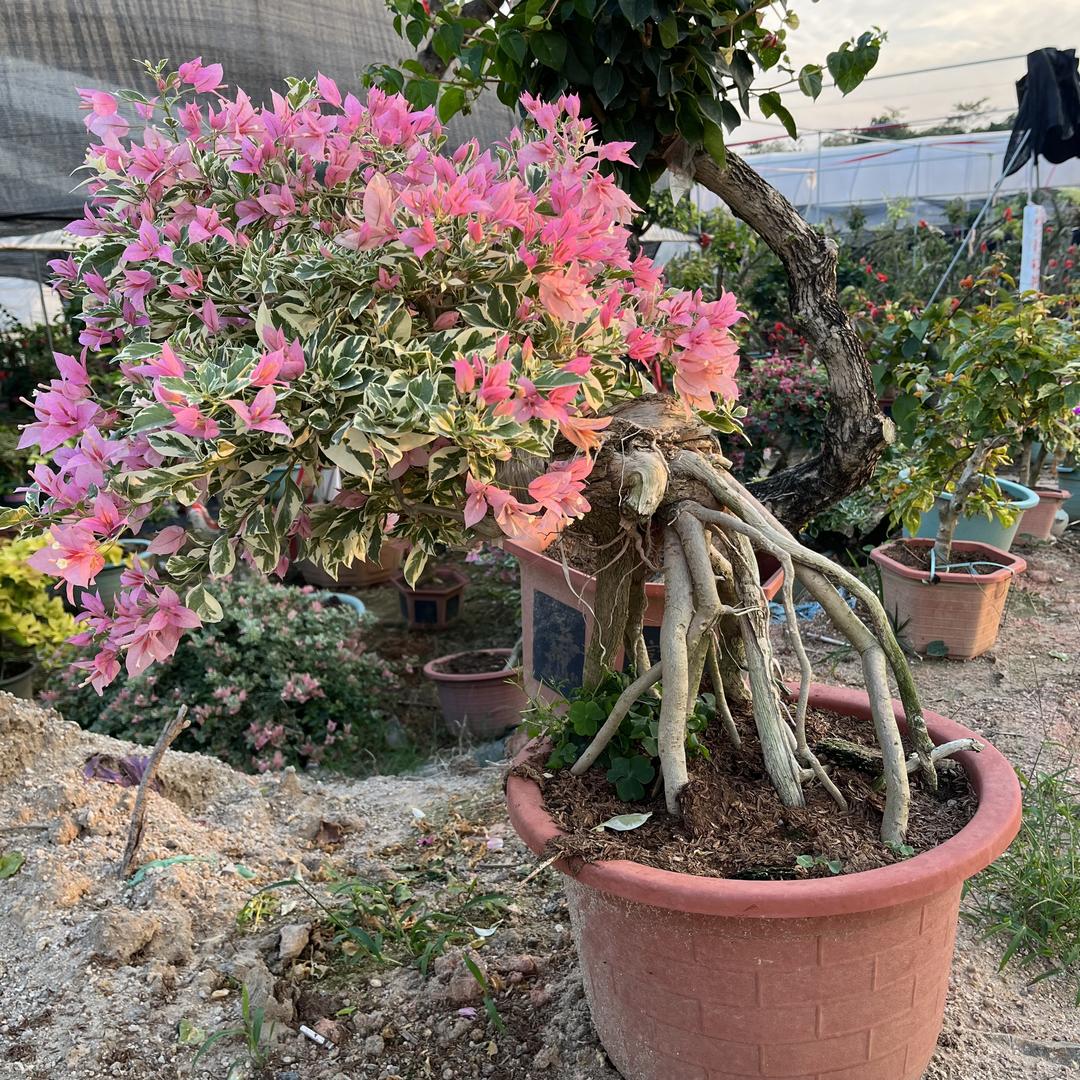 花之礼小院