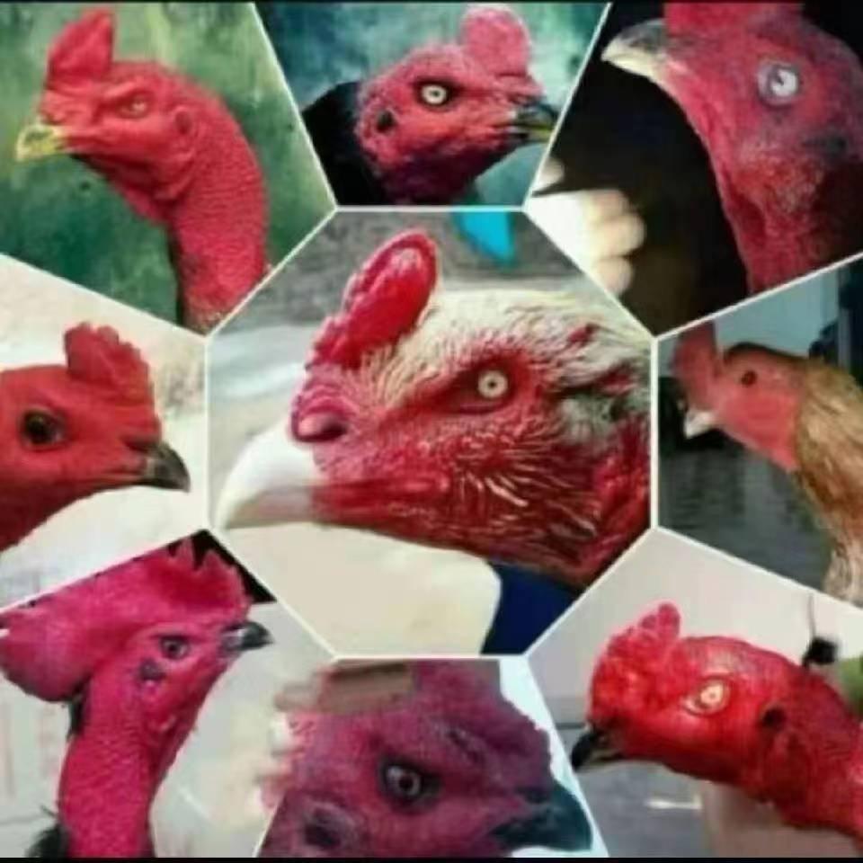 阿天越南纯种斗鸡