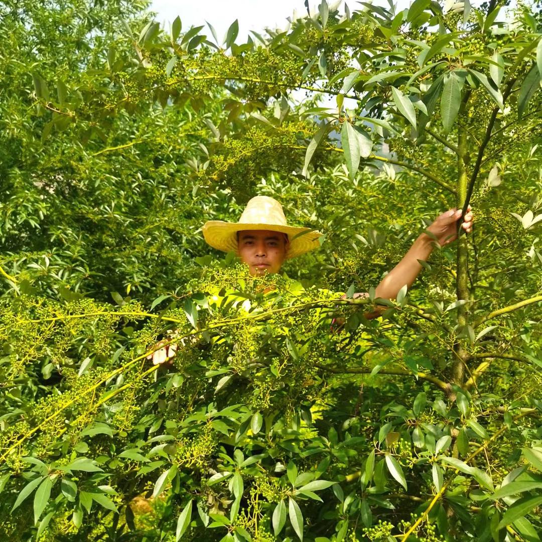 桂昌农业（中药材）种植