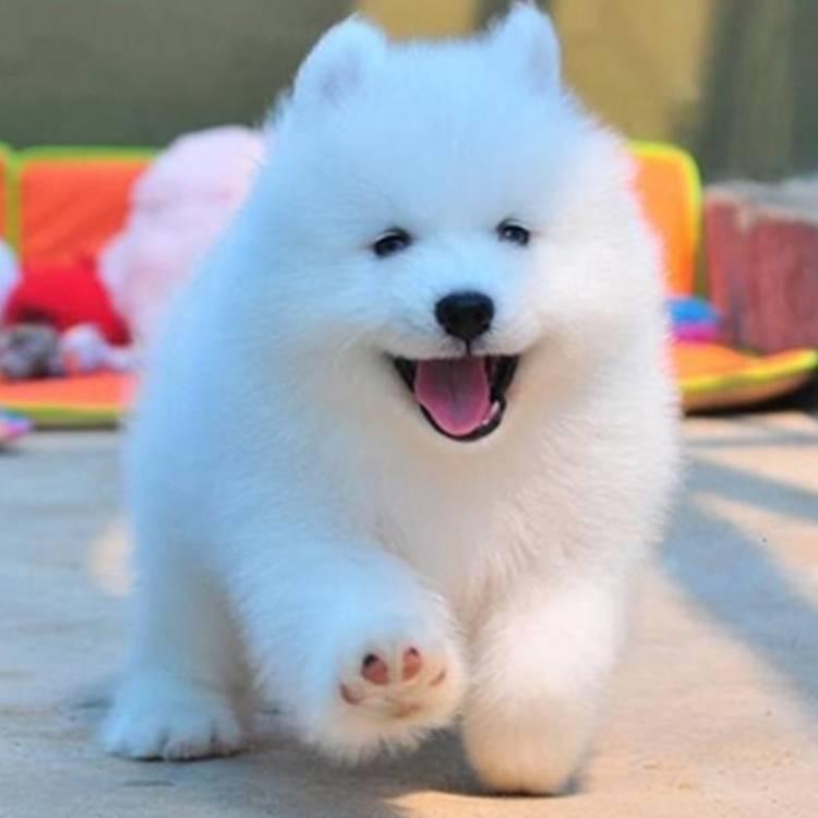 长治宠物批发训犬总部（宠物批发）