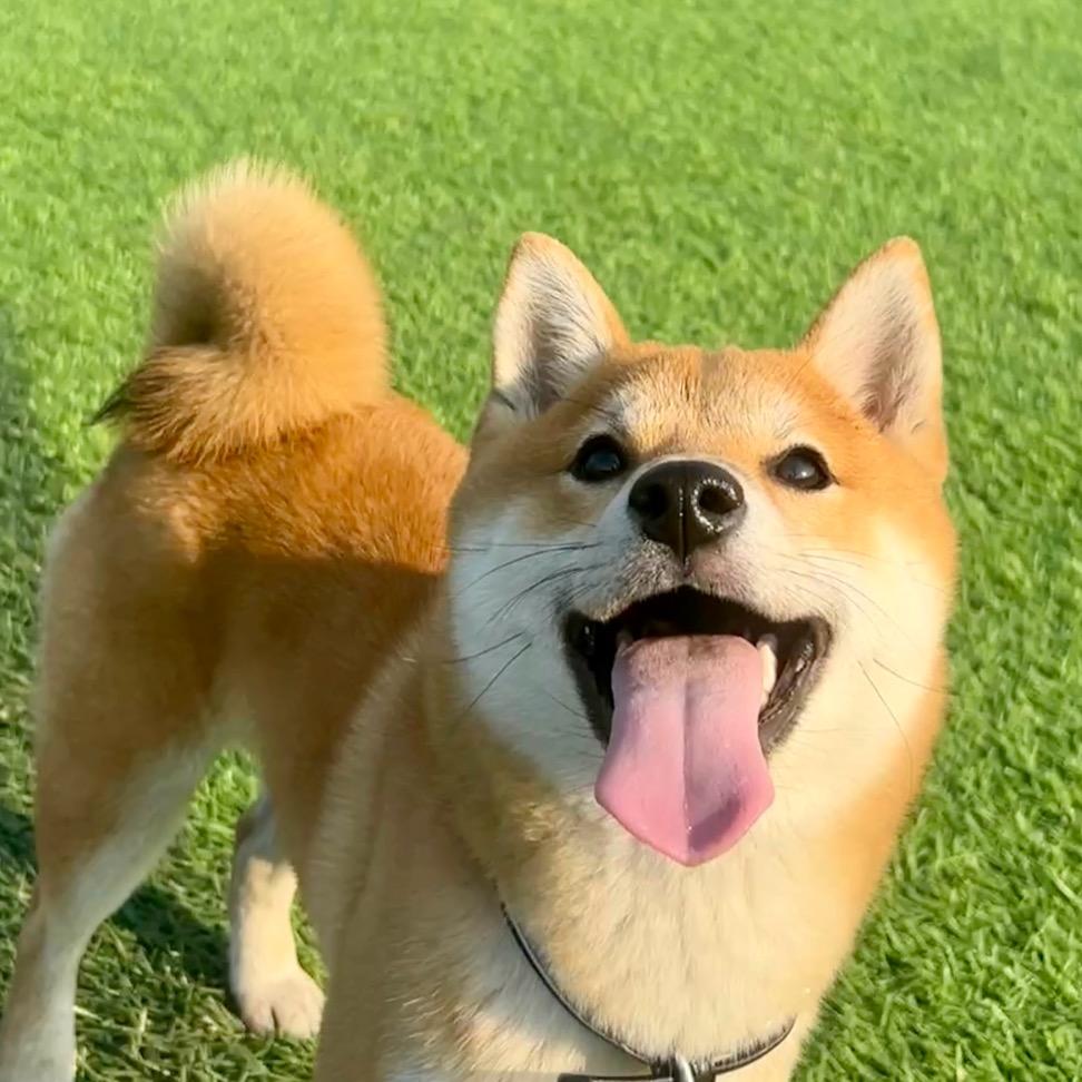 柴犬VC