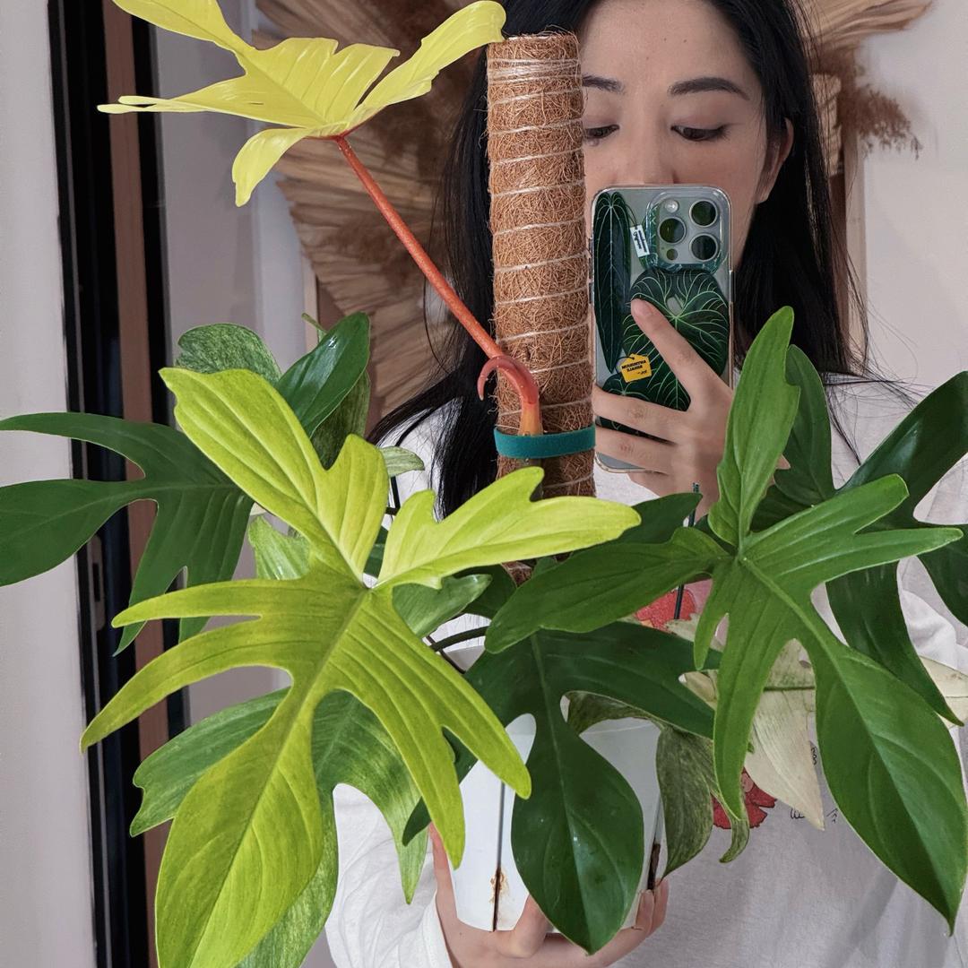 吃葡萄吐葡萄皮儿～