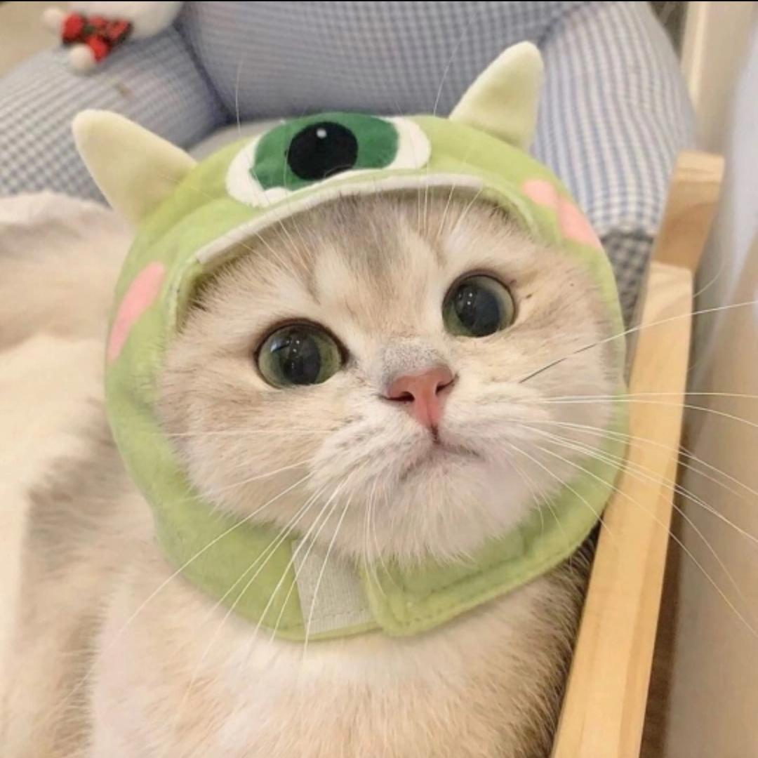 猫友记猫咖（猫咪生活馆）