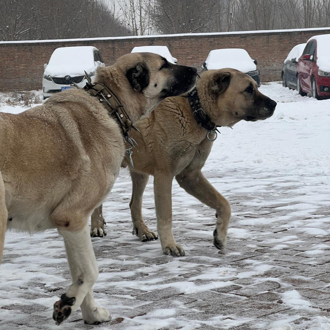 土耳其原生态坎高犬舍 许永