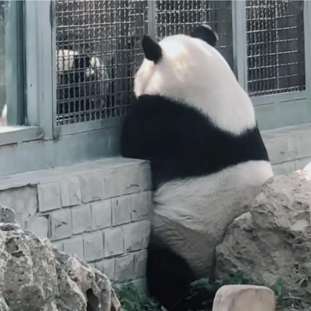 彬彬