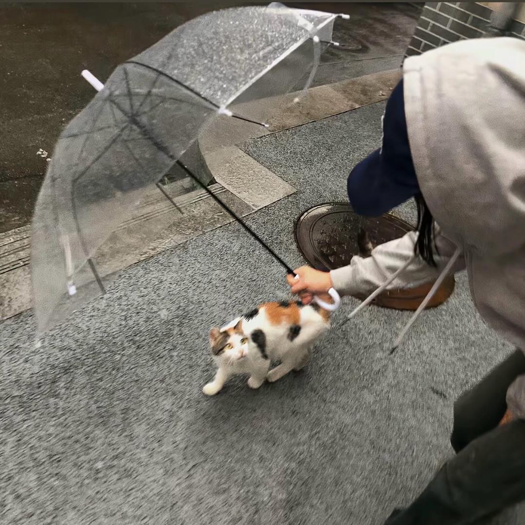 茹
