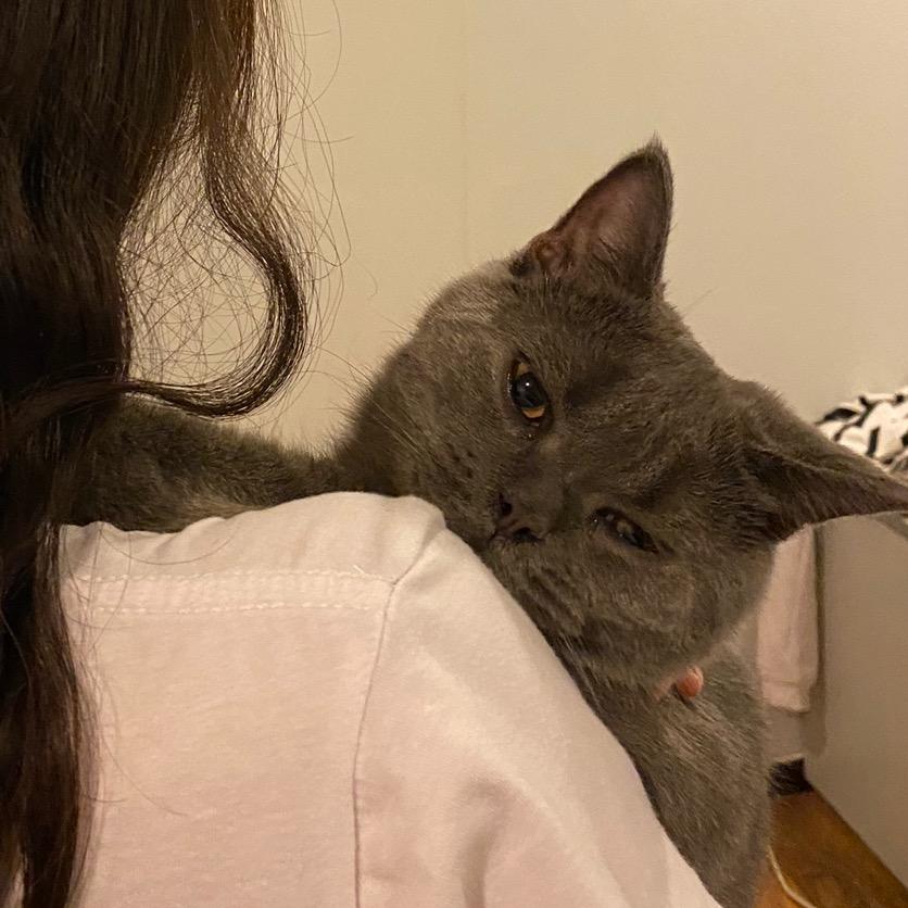 泡面泡芙是两只猫😺