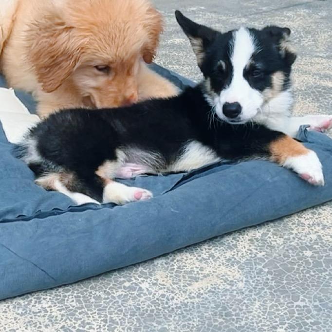 巧克力and史努比