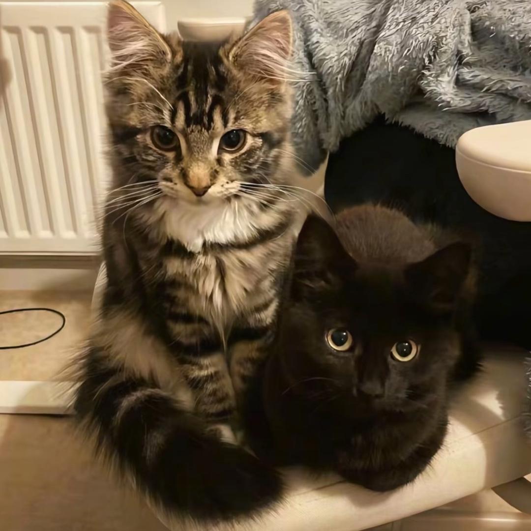 法拉希（三角洲）