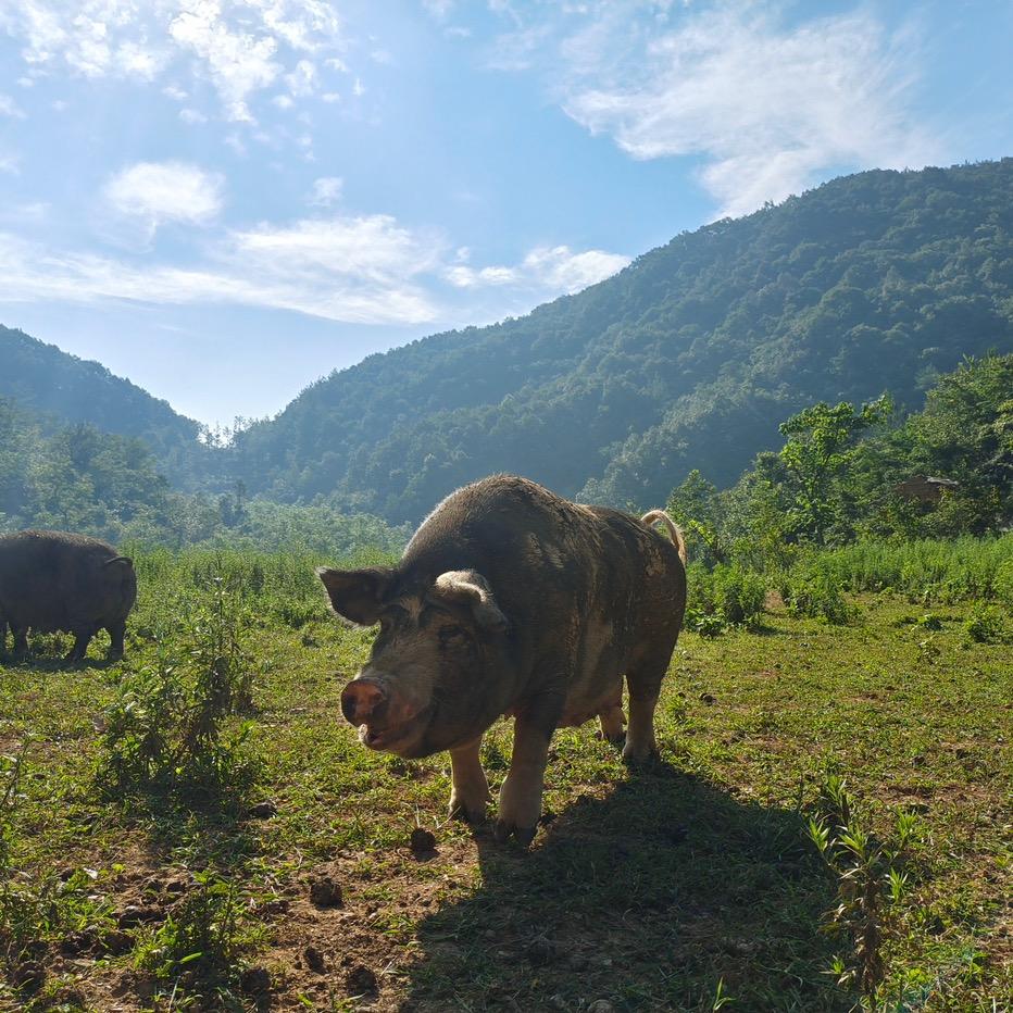 武汉市江夏区在野生鲜店