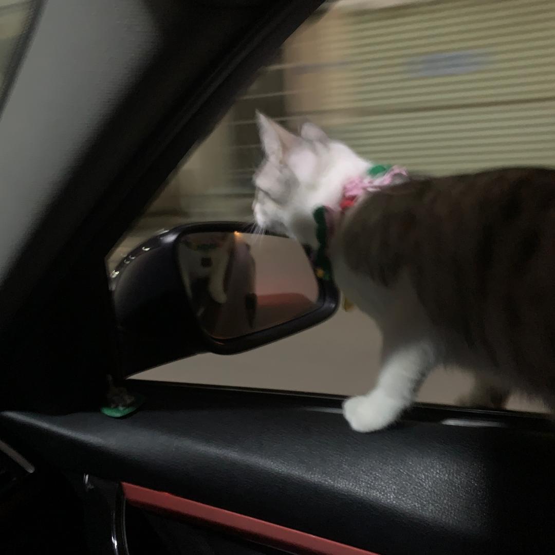 流浪猫咪们的爸比