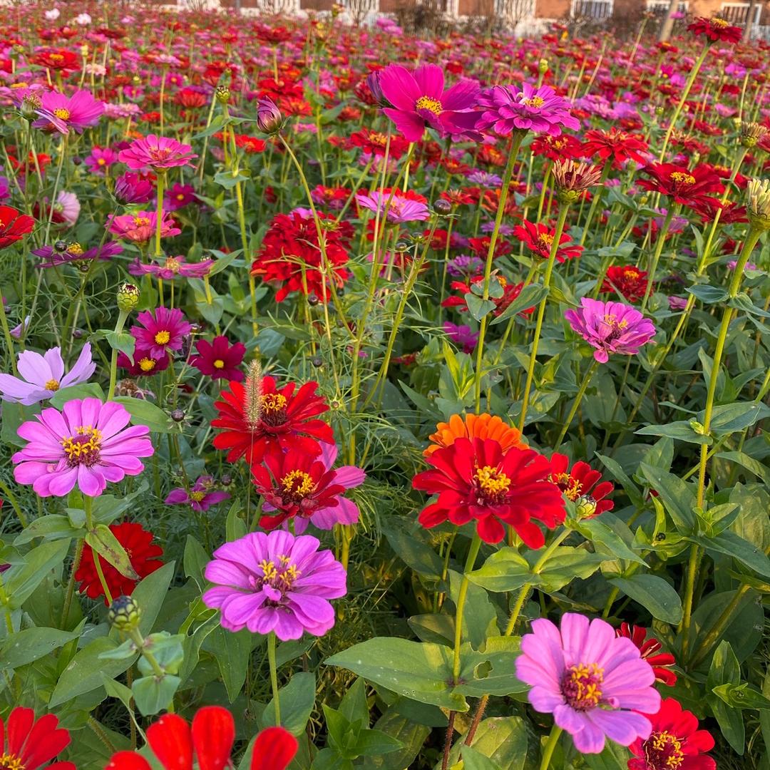 纳爱斯本地推荐官