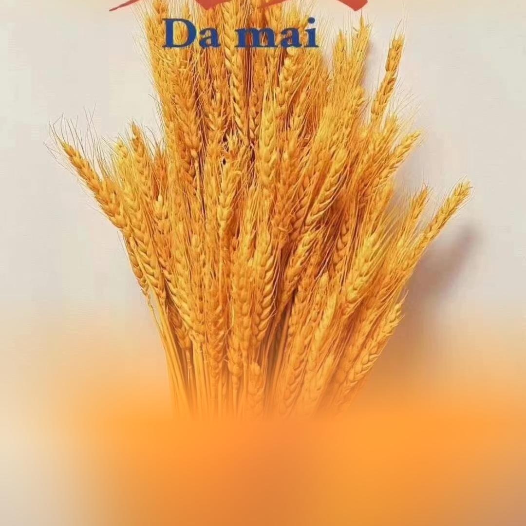 电白房产飞飞