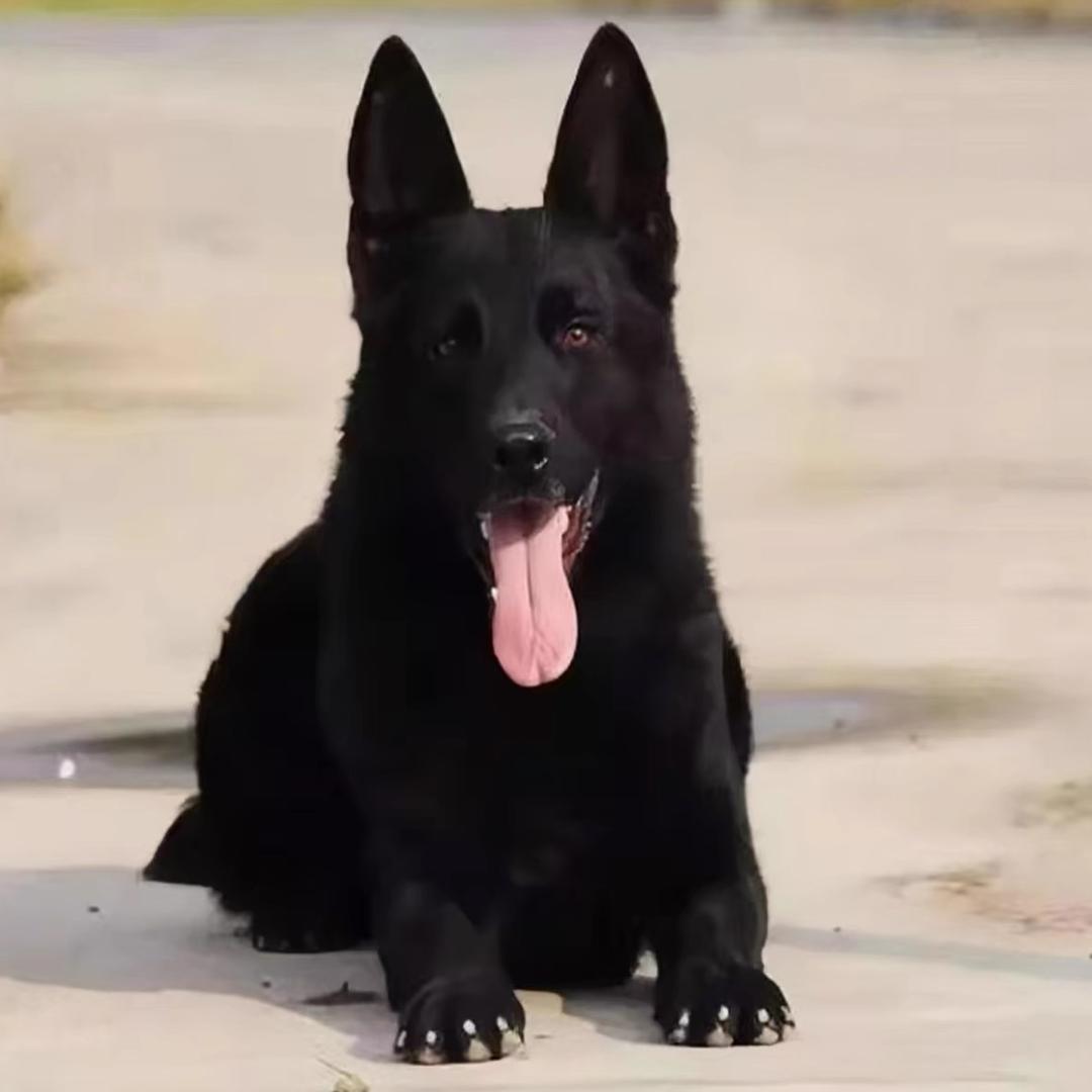 东德牧羊犬～小杨