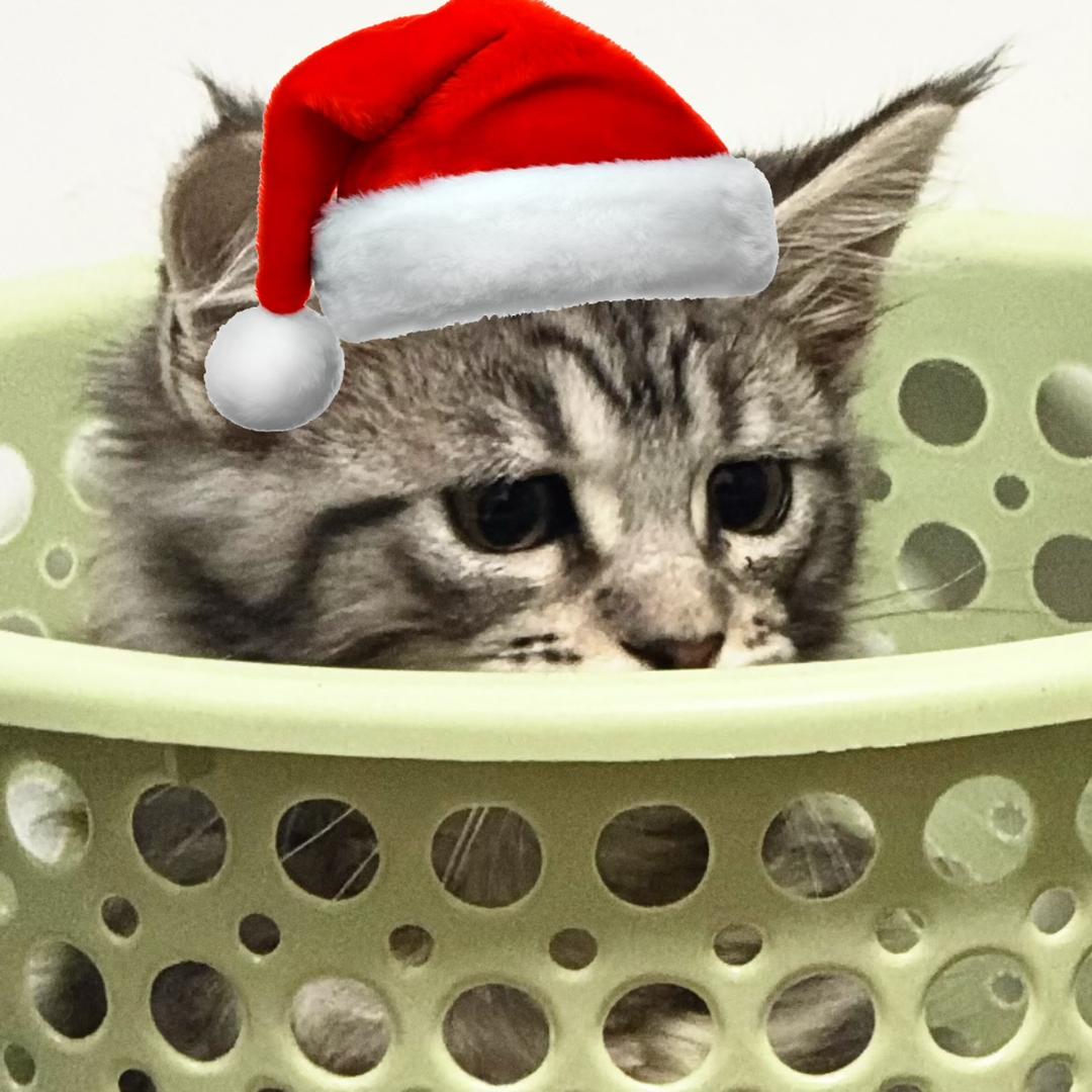 鲁智深焚稿葬花