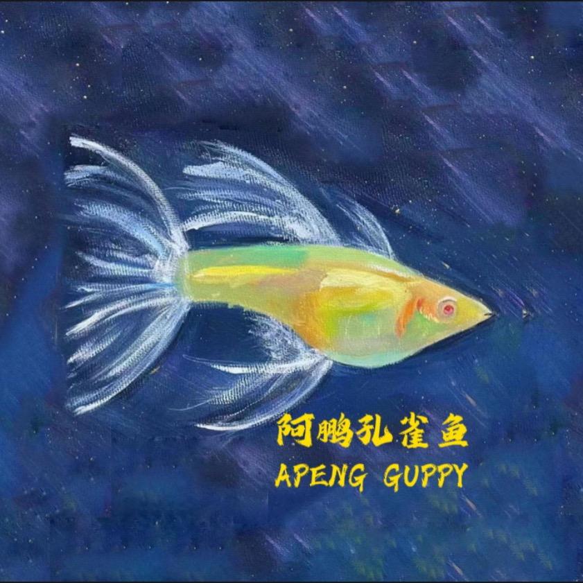 阿鹏孔雀鱼