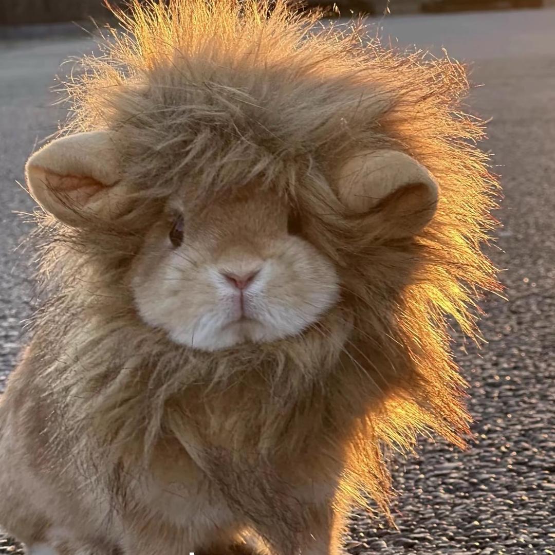 猫猫