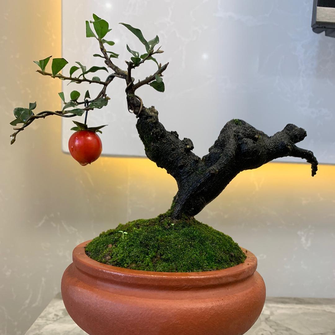 杰多金弹子