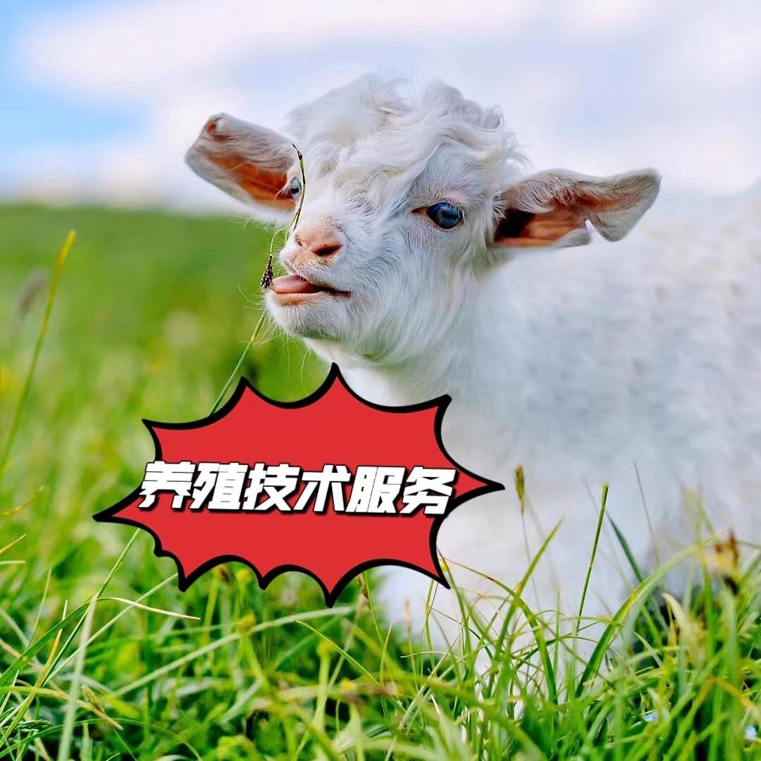 小郑养殖(橱窗有好物)