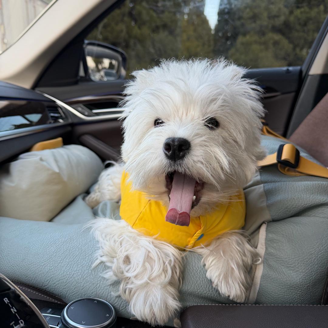 睡不醒的小葵花🌻