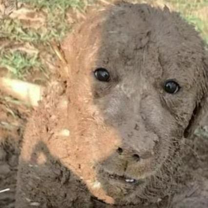 土狗