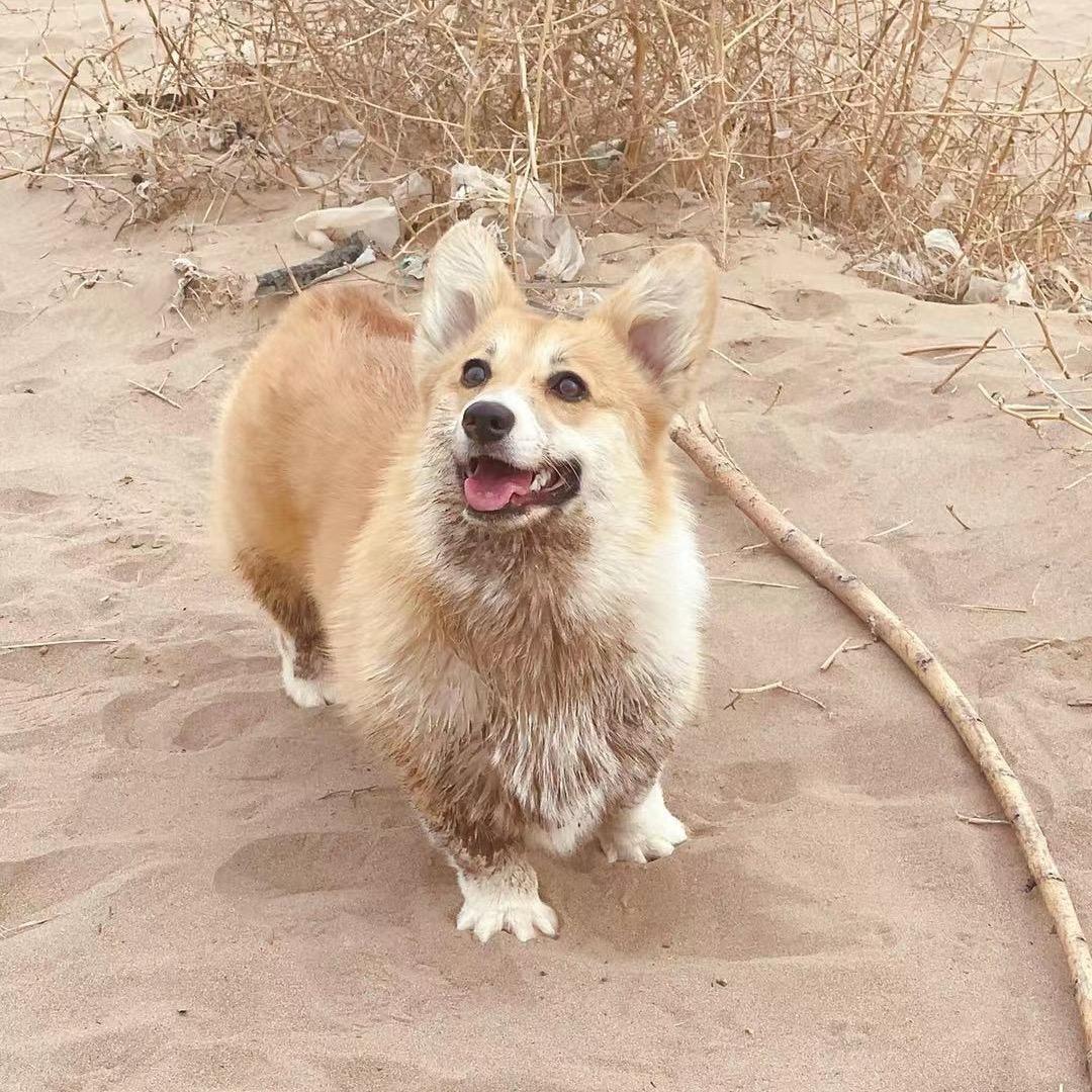 三哥柴犬柯基小院