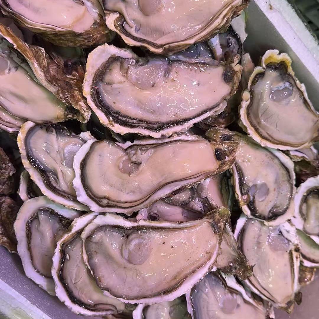 开生蚝人日记。林