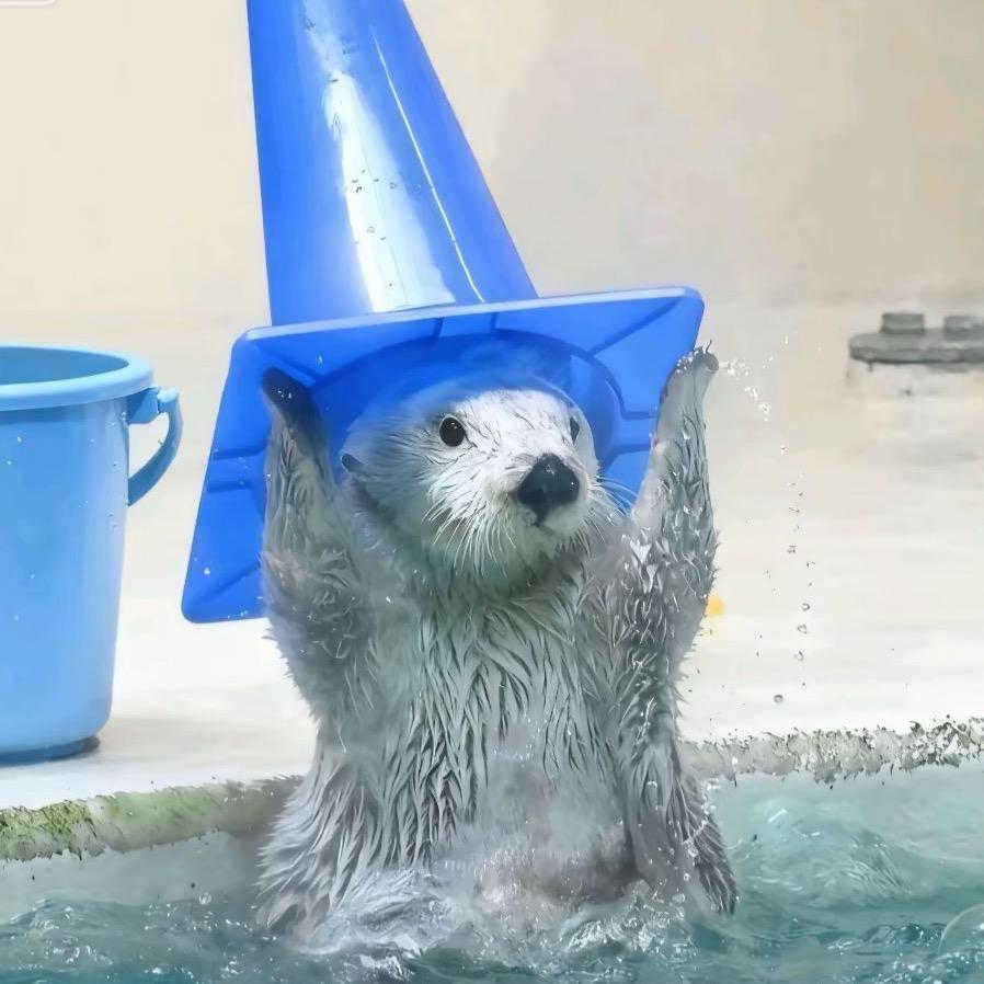 陈发现家的猫
