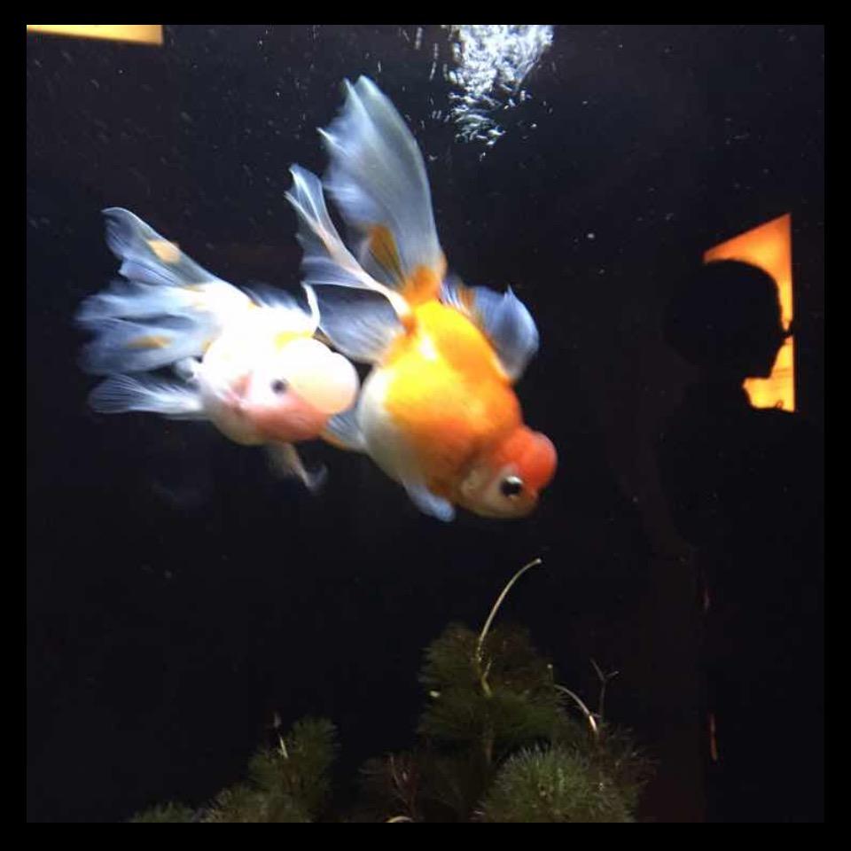 会飞的鱼💖💗