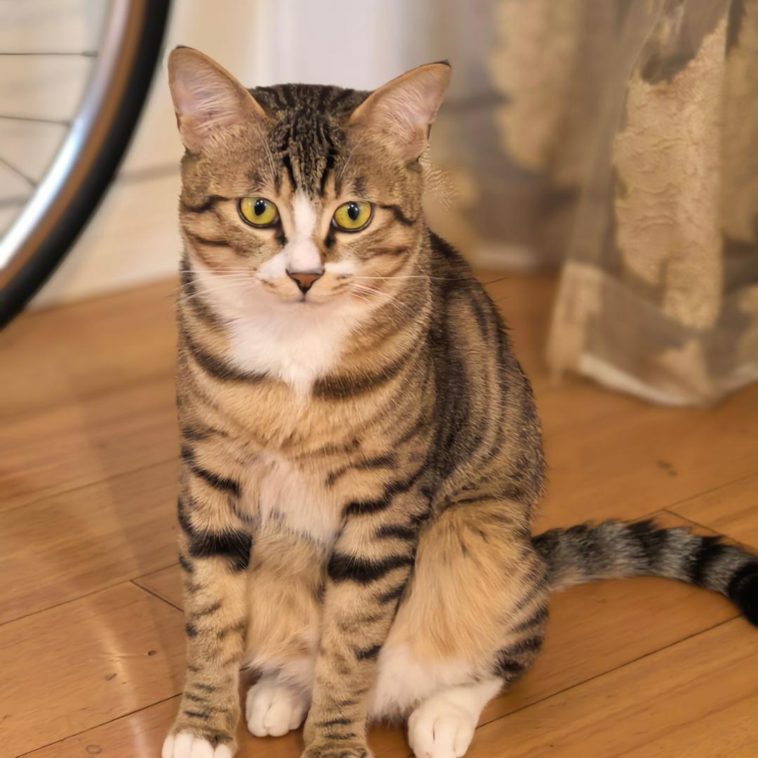 噬元兽🐈