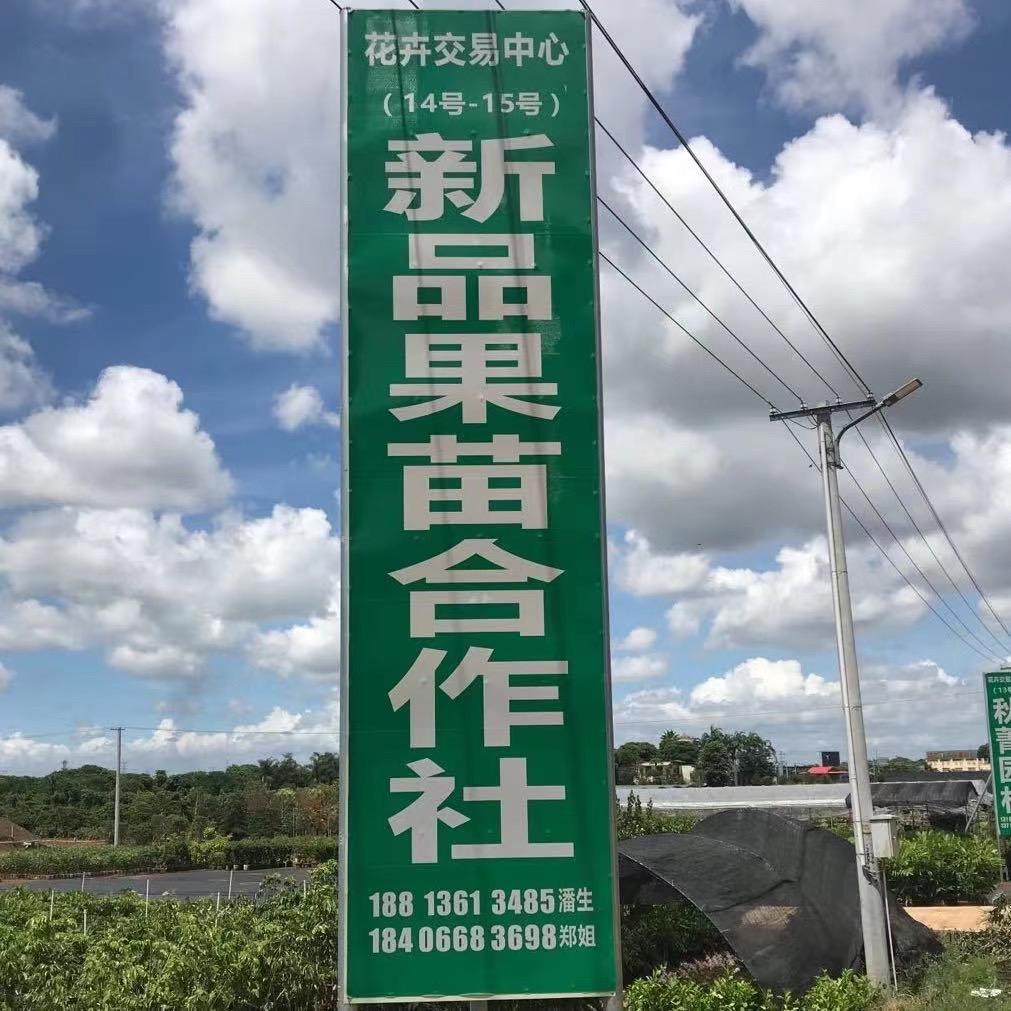 绿化苗工程苗：潘