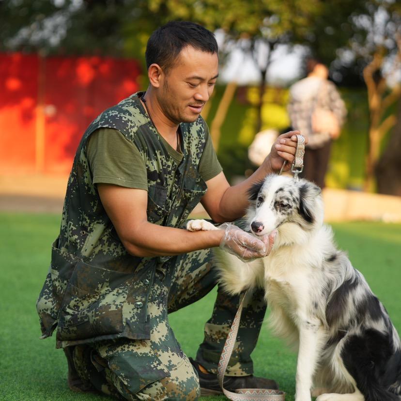 长沙家宝训犬基地《退伍兵哥》