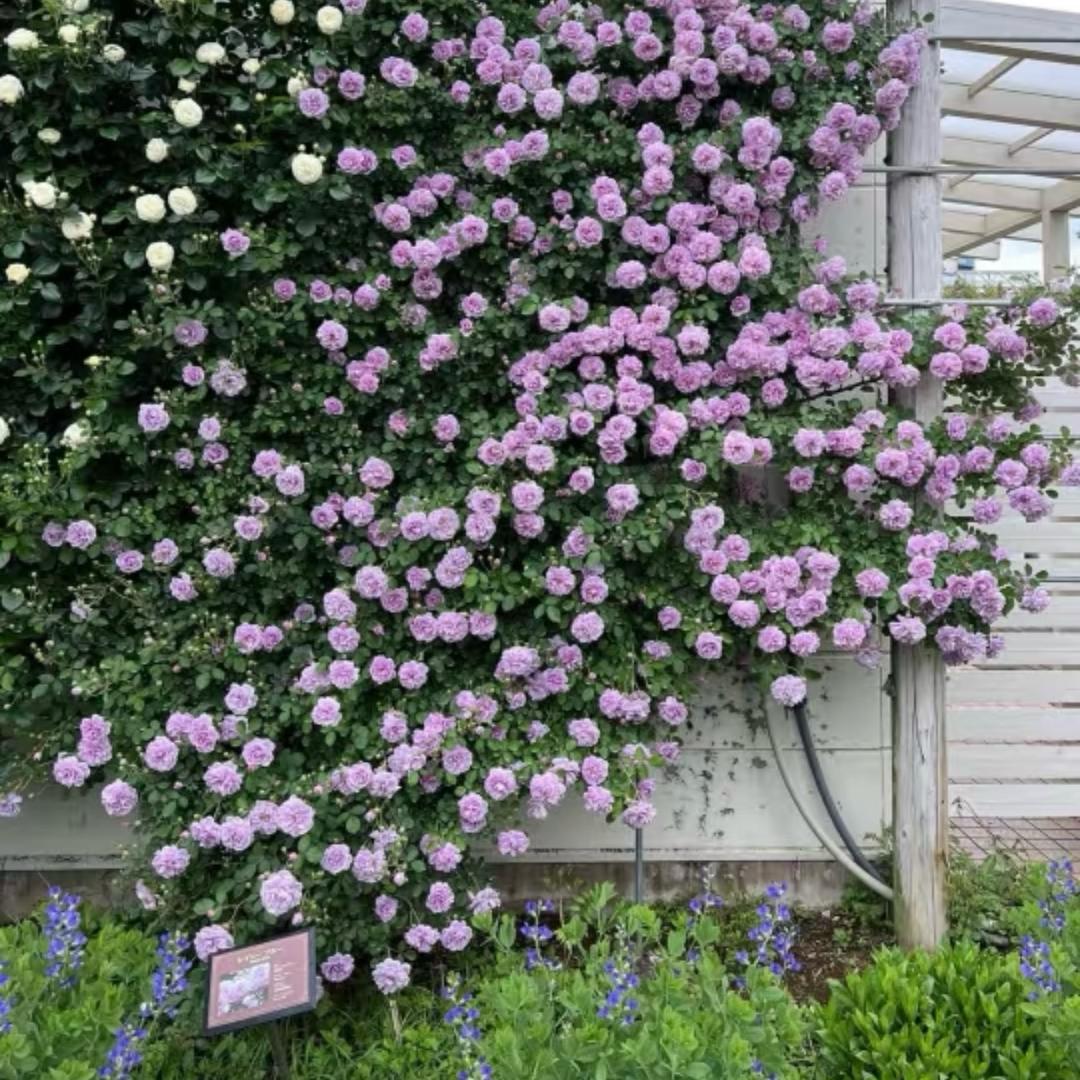 花二代月季
