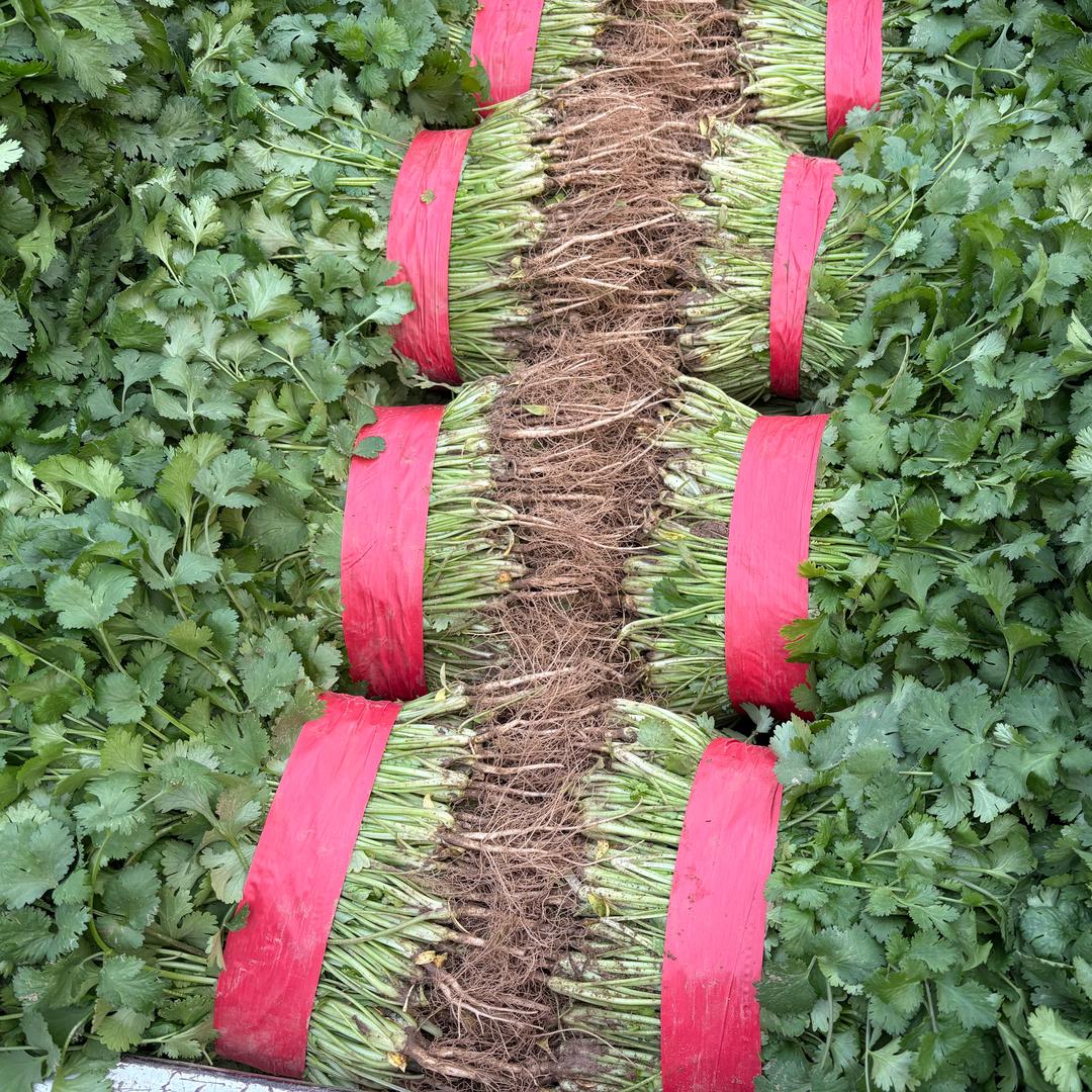 滑县高平娜娜蔬菜代办