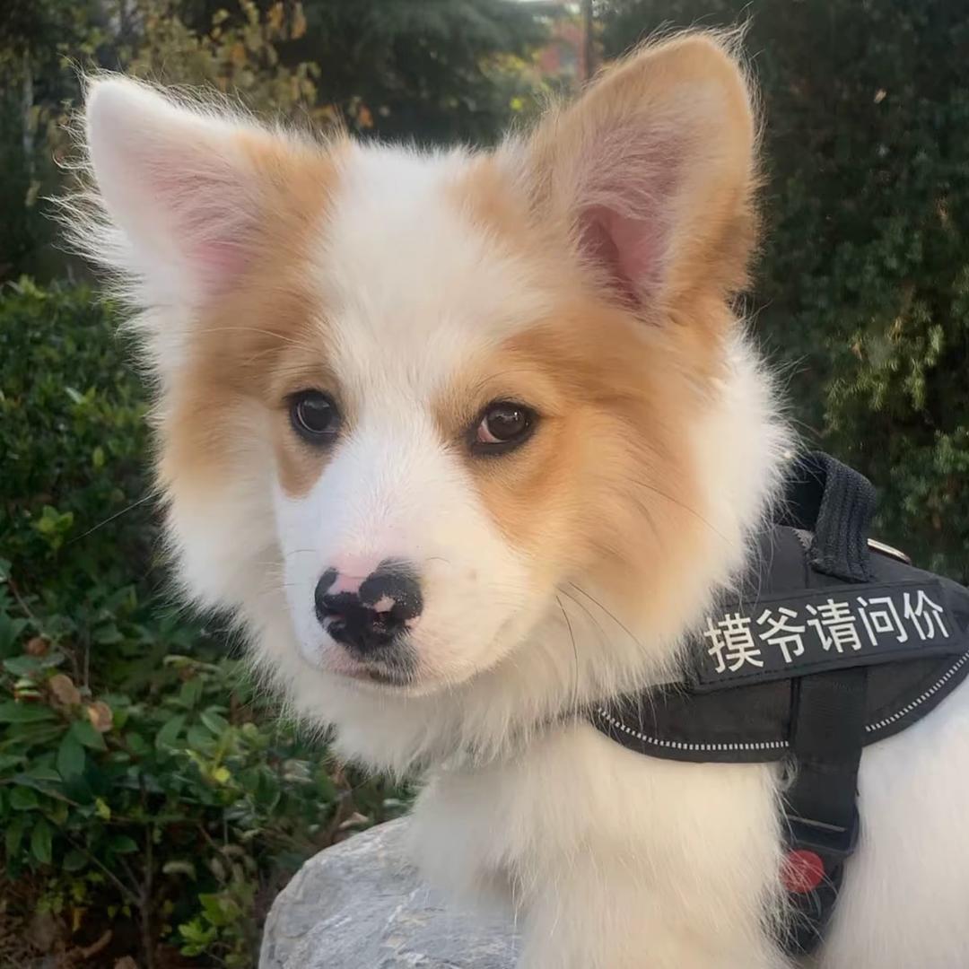 土豆倪