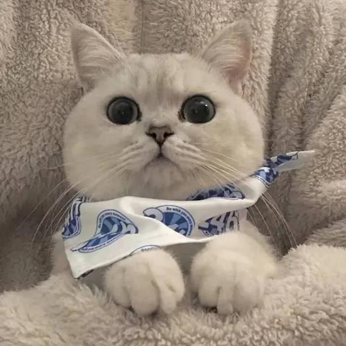 🇨🇳张小亮🐯