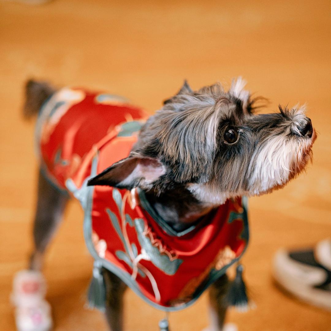 @梦琪、メ她老姨゛