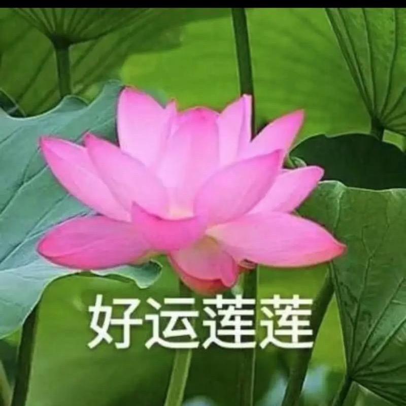 潇潇乐