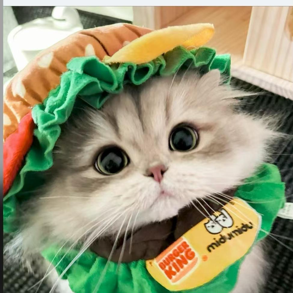 Monica莫妮卡猫舍（胖胖）