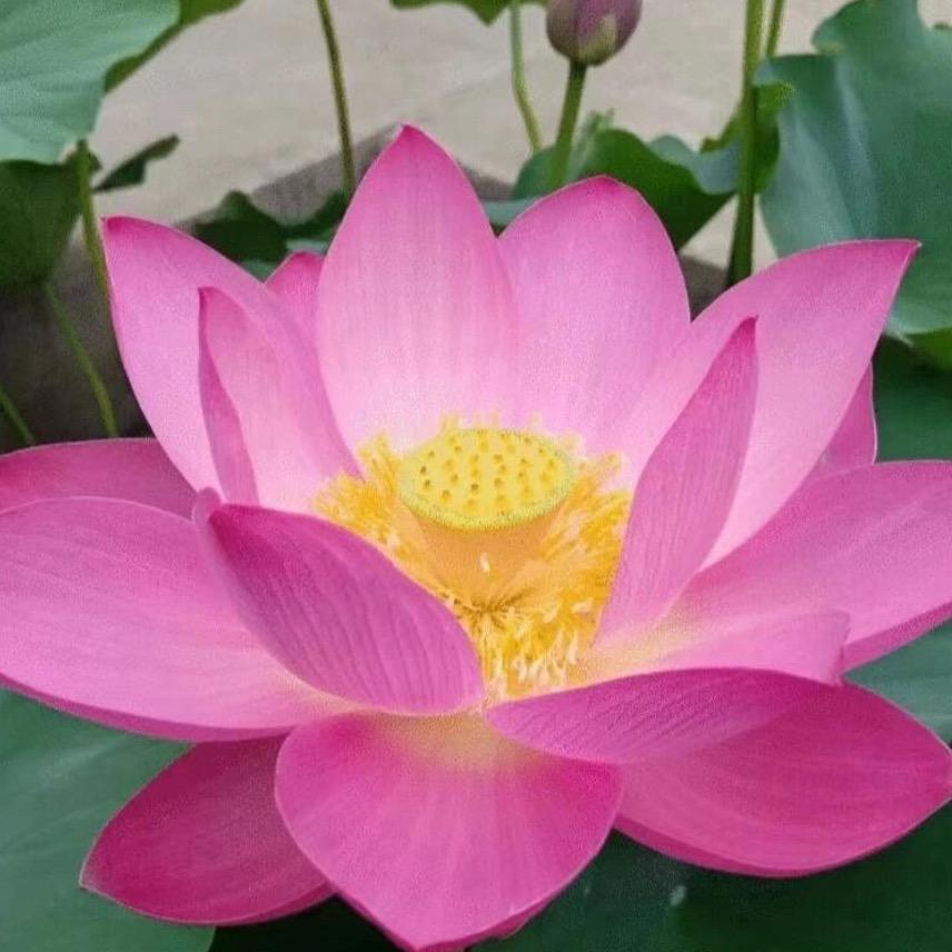 木木不想