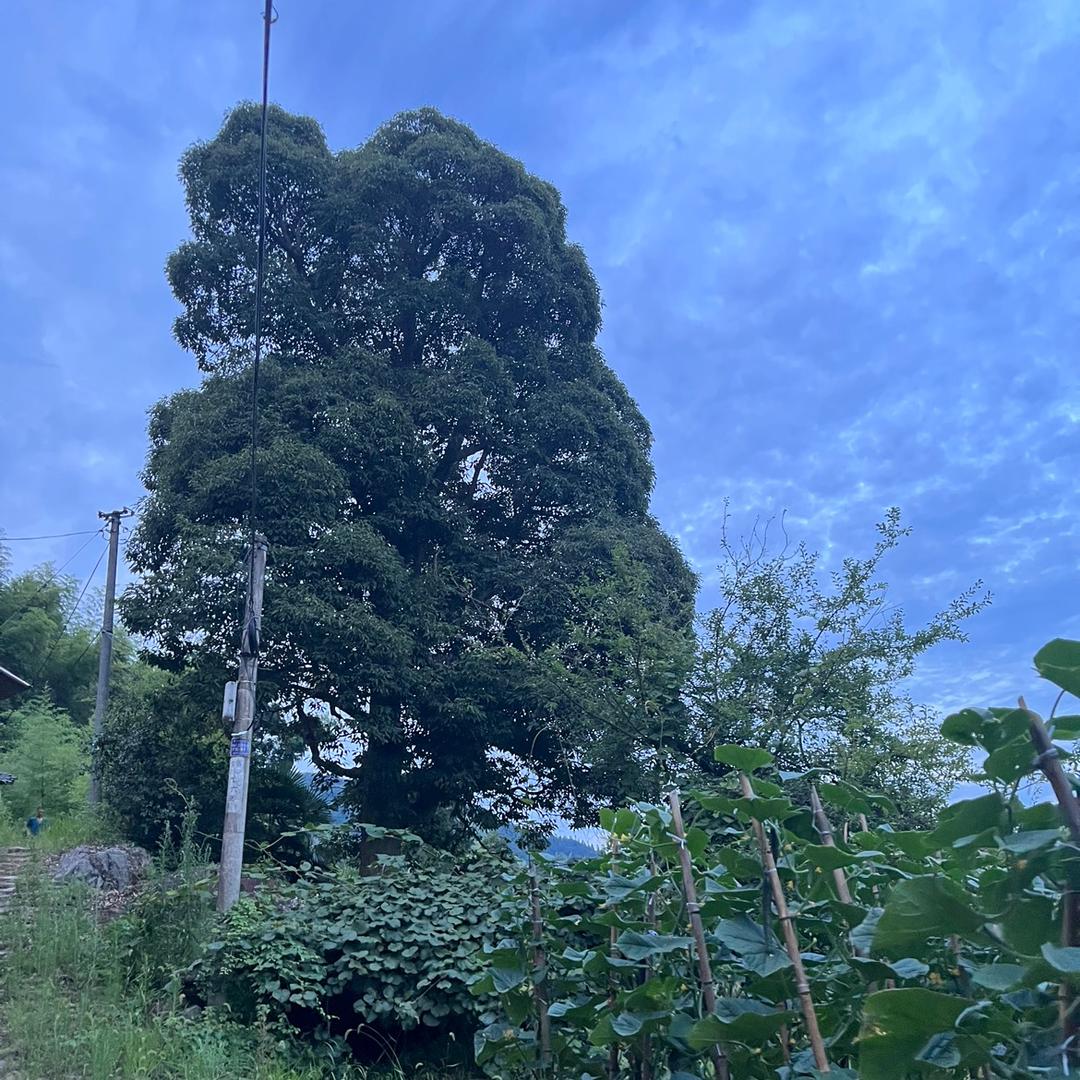 沐阳