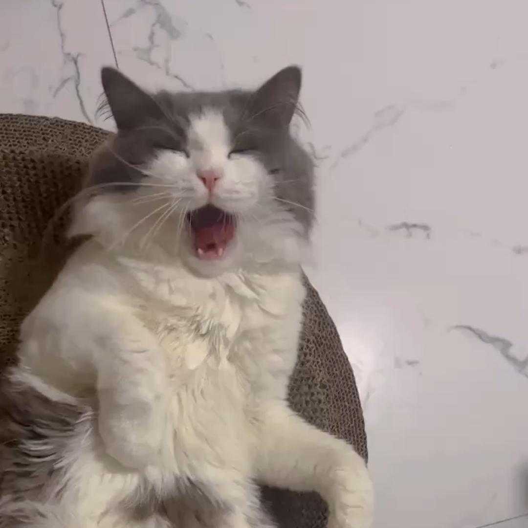 卡皮巴拉（副本）